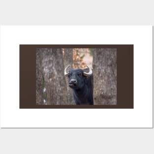 Water Buffalo Woolaroc Wildlife Preserve Oklahoma Posters and Art